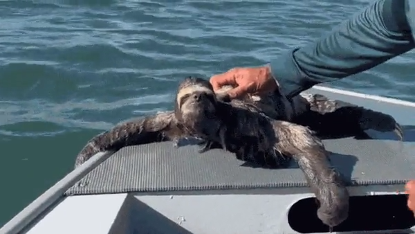Bicho-preguiça na água: animal é resgatado em mar no litoral de SP